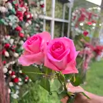 Single Flowers - Pink
